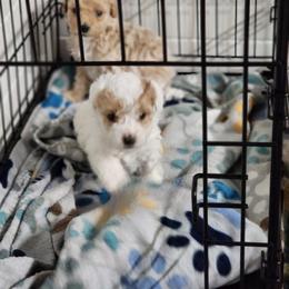 Cavapoo, Goldendoodle, Poodle, and Shihpoo Puppies from Sugarland's Texas Goldendoodles