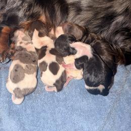 Dachshund Puppies from Doodle Bugs Doxies