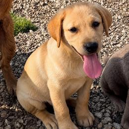 Obi (Black Collar) - Yellow male Dilute Retriever puppy in Baldwin City, Kansas from Hedge Lane Labradors