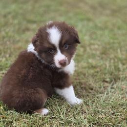 Blue collar-Phoenix - Red tri-color male Miniature American Shepherd puppy in Statesboro, Georgia from Azure Miniature American Shepherds