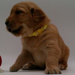 Crystal - Golden female Golden Retriever puppy in Salem, Oregon from Oregon Rose Goldens