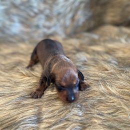 Memphis - Red male Dachshund puppy in Purdy, Missouri from Shotgun Pups
