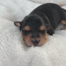Taurus - Black and tan female Dachshund puppy in Murrieta, California from Dash of Love