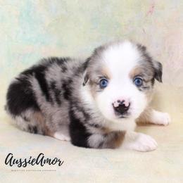 Blue Merle 6 - Blue merle male Miniature Australian Shepherd puppy in Pinehurst, Texas from Aussie Amor