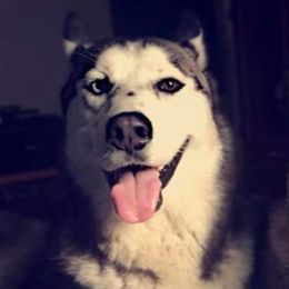 Siberian Husky Puppies from Gemstone Huskys