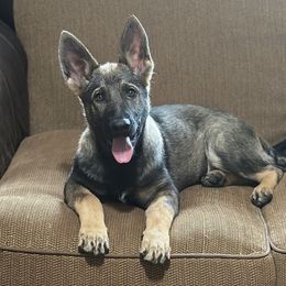 Girl 3 - Sable German Shepherd puppy in Little Rock, Arkansas from Vom Gonza German Shepherds