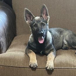 Girl 3 - Sable German Shepherd puppy in Little Rock, Arkansas from Vom Gonza German Shepherds