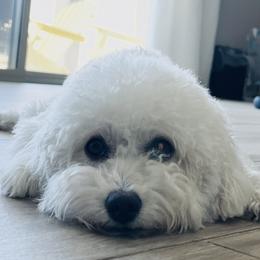 Nicole - Poodle