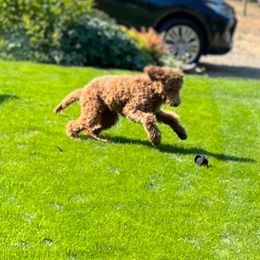 German Shorthaired Pointer and Goldendoodle All Grown Up from Leppards Kennel
