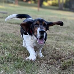 Oliver - Basset Hound