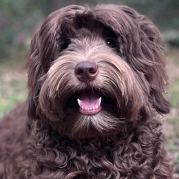 Winston - Australian Labradoodle