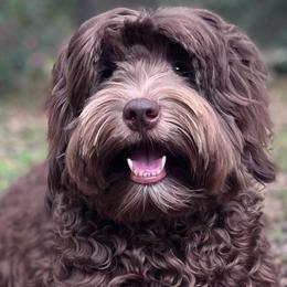 Winston - Australian Labradoodle