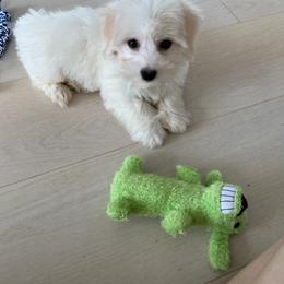 Coton de Tulear and Poodle Puppies from Legacy Pets