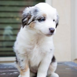 Miniature Australian Shepherd Puppies from Bishop Aussies