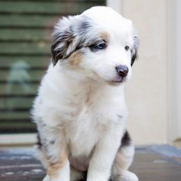 Miniature Australian Shepherd Puppies from Bishop Aussies