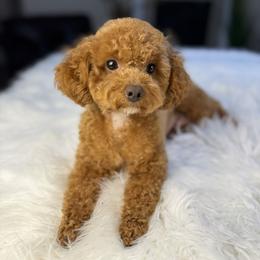 Hazelnut - Poodle