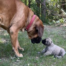 Mastiffs from Whiskey Bain Mastiffs
