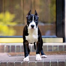 American Staffordshire Terrier Puppies from America's Best