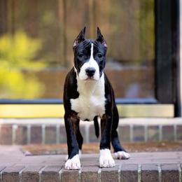 American Staffordshire Terrier Puppies from America's Best