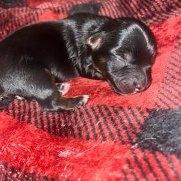 Hannah - Black and tan female Yorkshire Terrier puppy in Gastonia, North Carolina from Precious pups dynasty kennel