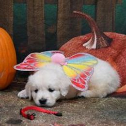 Golden Retriever Puppies from Smokey Mountain English Goldens