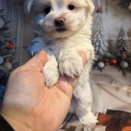 Maltese puppies from Mia Lucky Home