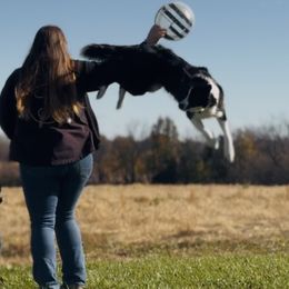 Border Collies from MOR. Caliber Border Collies