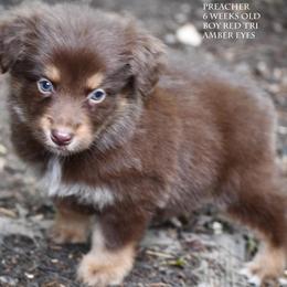 Preacher - Red tri male Miniature Australian Shepherd puppy in Patterson, North Carolina from DreamLine Aussies