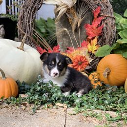 Pembroke Welsh Corgi Puppies from A&A’s Adorable Corgis