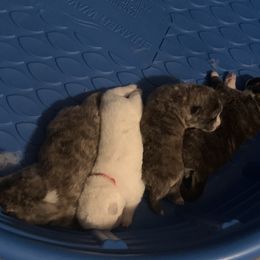 Japanese Akitainu Puppies from Miyo Ken