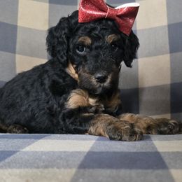 Birdie - Phantom female Bernedoodle puppy in Galt, Missouri from Only Doodles!