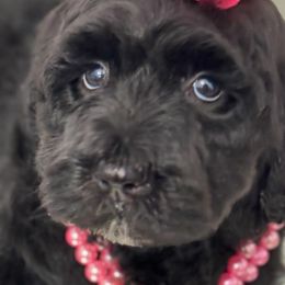 Cockapoos and Goldendoodles from Royal Doodles of Texas