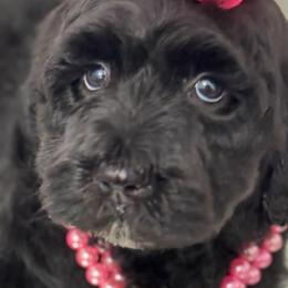 Cockapoos and Goldendoodles from Royal Doodles of Texas
