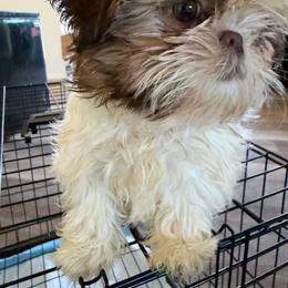 Lily - Liver and white female Shih Tzu puppy in Azusa, California from RJ Shih Tzu lover