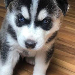 Siberian Husky Puppies from Husky Rose
