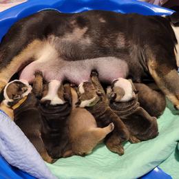 Bulldog Puppies from Carrie's Bulldogs