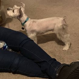 Miniature Schnauzer All Grown Up from Shuna Oliver