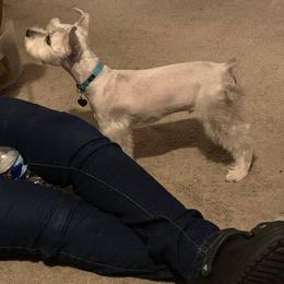 Miniature Schnauzer All Grown Up from Shuna Oliver