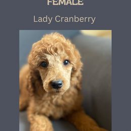 Cranberry - Red  Poodle puppy in Minnesota from Ferndale Family Pups