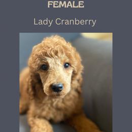 Cranberry - Red  Poodle puppy in Minnesota from Ferndale Family Pups
