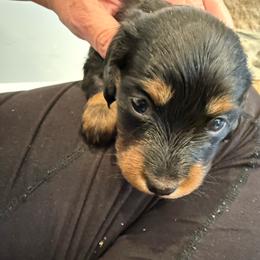 Jupiter - Black and tan female Dachshund puppy in Delta, Utah from Dix n’ Dot Dachshunds