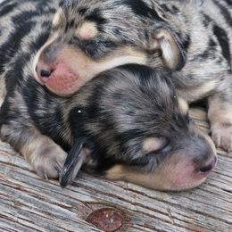 Dapple S Gracie - Black and cream Dachshund puppy in Malad City, Idaho from Mountain Sage Dachshunds