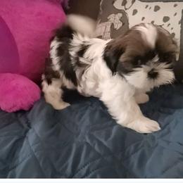 Shih Tzu Puppies from Home Brew Shih Tzu