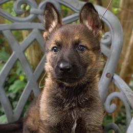 Sonja - Sable female German Shepherd puppy in Southern Maryland, Maryland from Reddington Shepherds