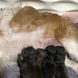 Tinkerbell - Red and white female Shih Tzu puppy in Nekoosa, Wisconsin from Brox Acres House of Fur LLC