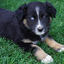 Australian Shepherd Puppies from Pole Canyon Australian Shepherds
