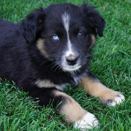Australian Shepherd Puppies from Pole Canyon Australian Shepherds