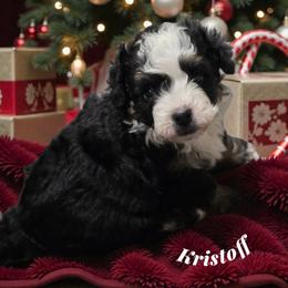Kristoff - Black tri-color male Aussiedoodle puppy in Lebanon, Oregon from Abbott Family Farm