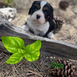 Basil - Tri-color male Cavalier King Charles Spaniel puppy in Idaho City, Idaho from Whispering Pines Cavaliers