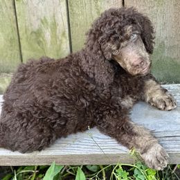 Poodle Puppies from Powder Puff Poodles